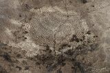 Unusual Cretaceous Petrified Wood (Palm) Slab - New Mexico #163691-1